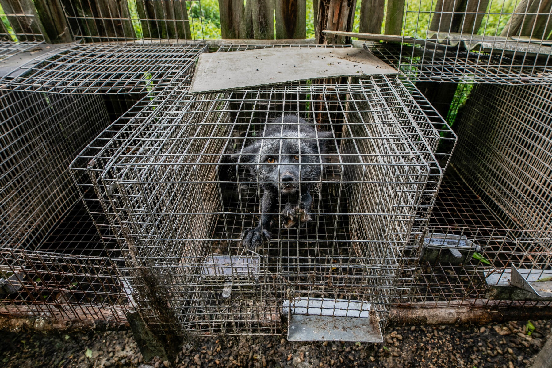 Mink on a fur farm