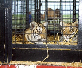 Two young tigers held captive in a cage.